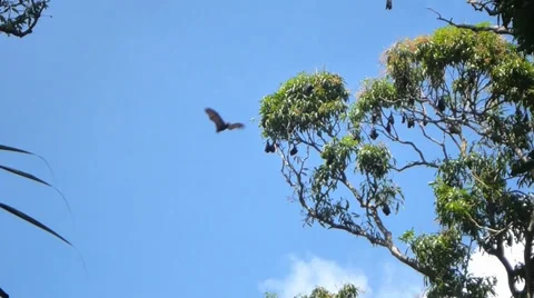Large bats flying around and roosting in tree Stock Footage 33420924