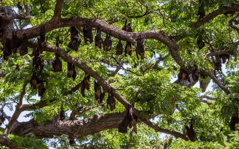 Large Bats Hang From Trees During Day From Trees in Sri Lanka Stock Photos
