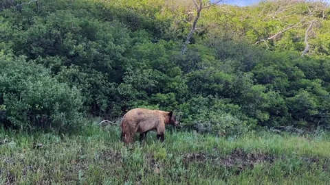 Large bear emerging from brush in the wild Stock Footage 202198941