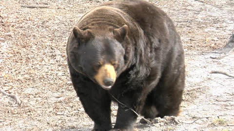 Large Bear Walking Stock Footage 24234142