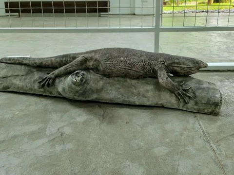 Large bearded dragon rests on a log Stock Photos