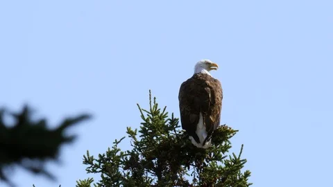 A large beautiful bald eagle sits on the top of a green pine tree Stock Footage 122407988