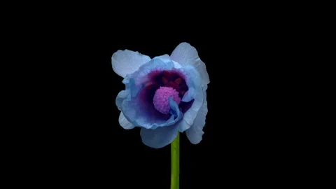 Large beautiful blue, Malva moschata, musk mallow blooming. Stock Footage 276312604