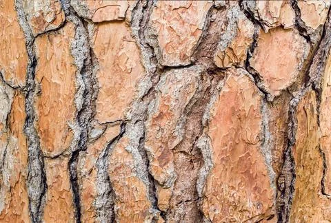 Large beautiful brown pine bark. Close-up. Texture Stock Photos