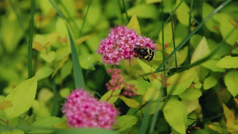 A large, beautiful bumblebee collects pollen from a flower Stock Footage 293520760