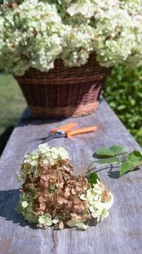 A large beautiful bunch of hydrangeas with white and harmonious fading brown  写真素材