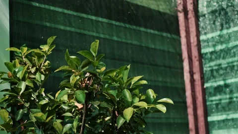 Large, beautiful butterflies flutter around green tree branches in a park filled Stock Footage 284213472