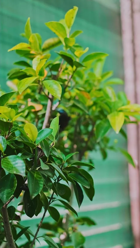 Large, beautiful butterflies flutter around green tree branches in a park filled Stock Footage 284214227
