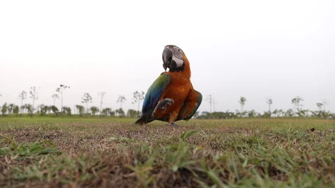 Large beautiful colored parrots walking on the lawn 스톡 동영상 108075654