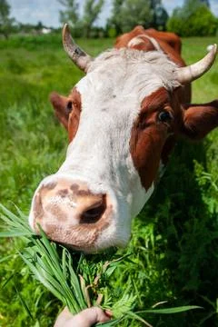 A large beautiful cow close-up eats green juicy grass from the hands. Livestock Stock Photos