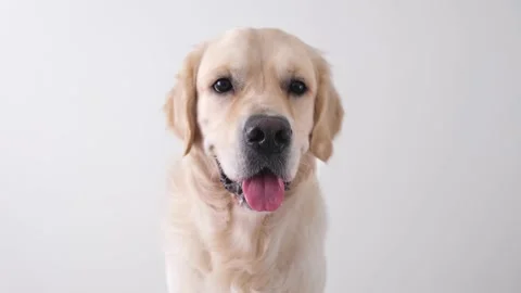 A large beautiful dog in full growth sits on a white chair. Stock Footage 154407630