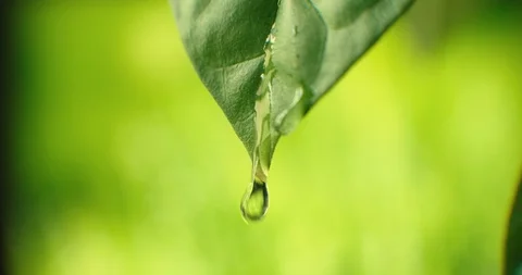 Large beautiful drops of transparent rain water on a green leaf macro. Drops of Stock Footage 128047861