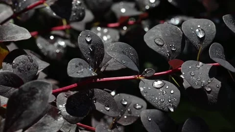 Large beautiful drops of transparent rain water on a purple leaf macro. Stock Footage 158307593