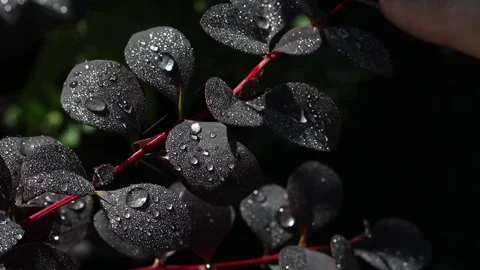Large beautiful drops of transparent rain water on a purple leaf macro. Stock Footage 158307627