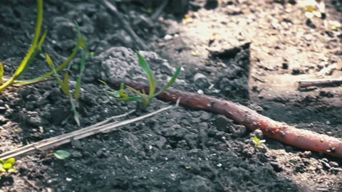 Large Beautiful Earthworm Crawls on Black Ground Close-up Stock Footage 271128562