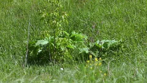 Large beautiful green leaf covers everything growing under it Video stock 281913847