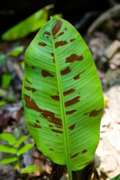 A large beautiful multi-colored leaf of an exotic plant. Stock Photos