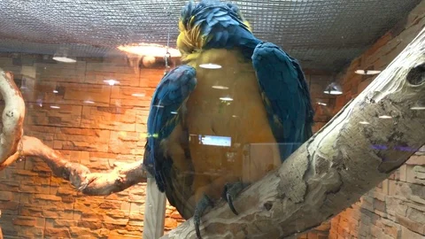 A large beautiful Parrot ARA Stock Footage 75945566