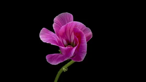Large beautiful pink Malva moschata, musk mallow blooming. Stock Footage 247530516