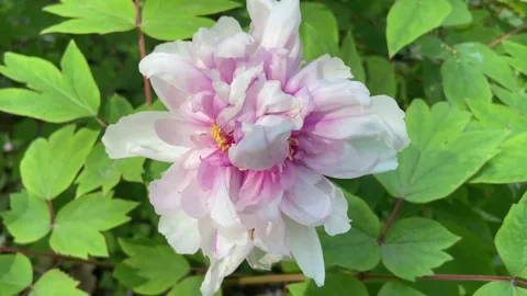 Large beautiful with a pink middle chic flower Stock Footage 244200824