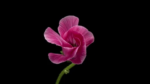 Large beautiful pink-red, Malva moschata, musk mallow blooming. Mother's day Stock Footage 245379816