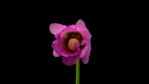 Large beautiful pink-red, Malva moschata, musk mallow blooming. Stock Footage 249201810