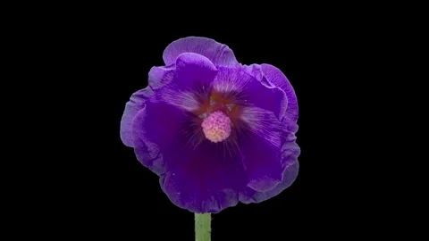 Large beautiful purple musk mallow blooming. Stock Footage 252669853