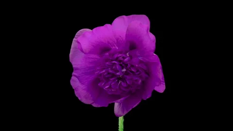 Large beautiful purple, violet Malva moschata, musk mallow blooming. Stock Footage 248844005
