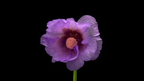 Large beautiful purple, violet Malva moschata, musk mallow blooming. 스톡 동영상 248844404