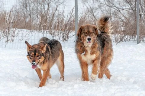Large, beautiful red, cheerful dogs run and jump joyfully on a snow-covered a Foto stock