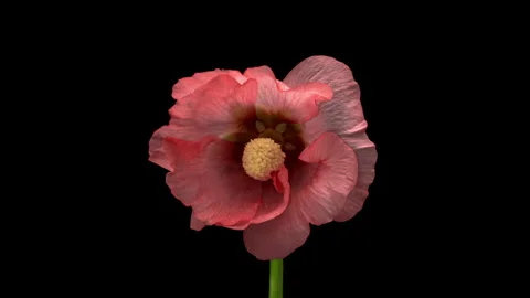 Large beautiful red, Malva moschata, musk mallow blooming. Stock Footage 248958816