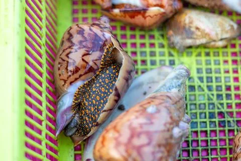 Large beautiful shells with a mollusk inside in a plastic tray at a fisherm.. Фото