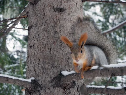 A large beautiful squirrel sits on a tree branch. 스톡 사진
