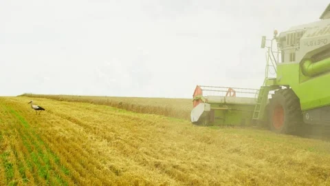 Large, beautiful storks keep the combine harvester company. Vídeos de archivo 253176354