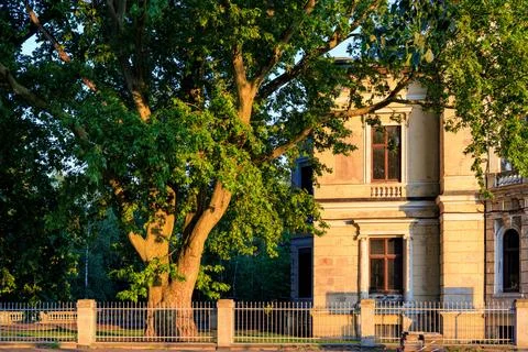 A large, beautiful tree in the courtyard of an old manor in the sunset light. Stock Photos