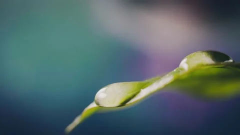 Large beautiful water drops falling from green leaf Stock Footage 184075235