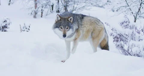 Large beautiful wolf walking closer to camera in snowy winter landscape Stock Footage 86977151