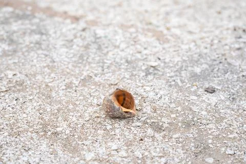 A large, beautifully weathered seashell is displayed prominently along the Stock Photos