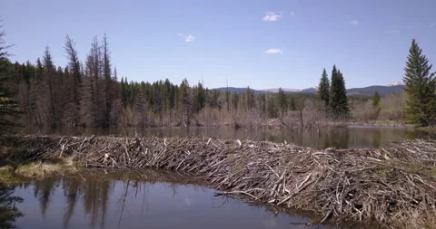 Large beaver dam creating lake and change to the natural landscape Vídeo Stock 310319214