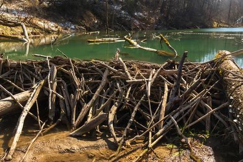 Large beaver dam which flooded marshes and created lake 写真素材
