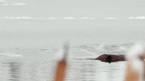 Large beaver dives below surface of thin freezing winter pond ice Video stock 255693011