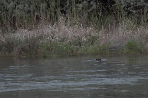 Large Beaver Floating, Climbing Shore, and Diving in River Stockbeeldmateriaal 333599629