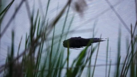 Large beaver floats down river. Eurasian beaver (Castor fiber) or European be Stock Footage 155805002
