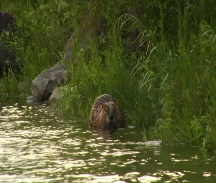 Large beaver sits in water Stock Footage 21651538