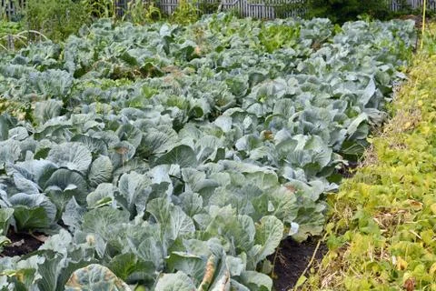 Large bed of cabbage. Cabbage grows in the garden Stock Photos