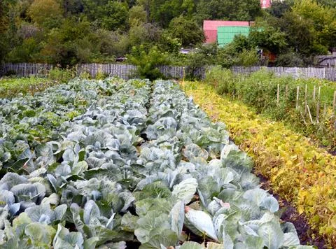Large bed of cabbage. Cabbage grows in the garden Stock-Fotos