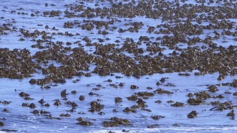Large bed of kelp floating on the surface of mild ocean waves Stock-Footage 104063621