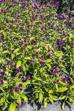 Large Bed of Purple Globe Amaranth Flowers and Green Leaves Stock Photos