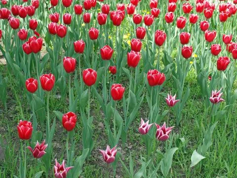A large bed of red tulips Stock Photos