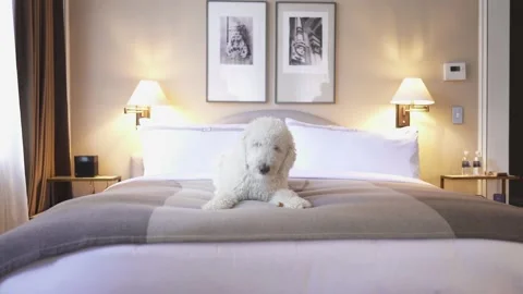 A large bed sitting in a room Stock Footage 155355811